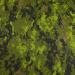Cadpat Temperate Woodland swatch